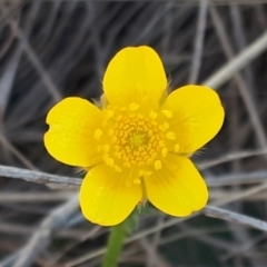 Ranunculus sp. at Yaouk, NSW - suppressed