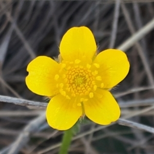 Ranunculus sp. at Yaouk, NSW - 12 Oct 2023