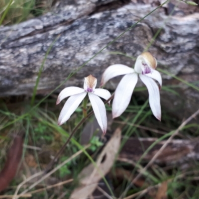 Caladenia moschata (Musky Caps) at Yaouk, NSW - 6 Dec 2022 by JARS