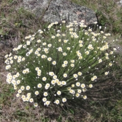 Rhodanthe anthemoides (Chamomile Sunray) at The Pinnacle - 2 Oct 2023 by pinnaCLE