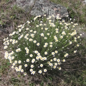 Rhodanthe anthemoides at Belconnen, ACT - 2 Oct 2023 11:07 AM