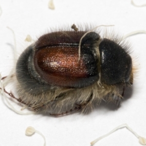 Liparetrus sp. (genus) at Scullin, ACT - 29 Sep 2023