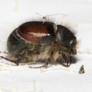 Liparetrus sp. (genus) at Scullin, ACT - 29 Sep 2023