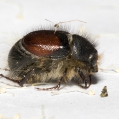 Liparetrus sp. (genus) at Scullin, ACT - 29 Sep 2023