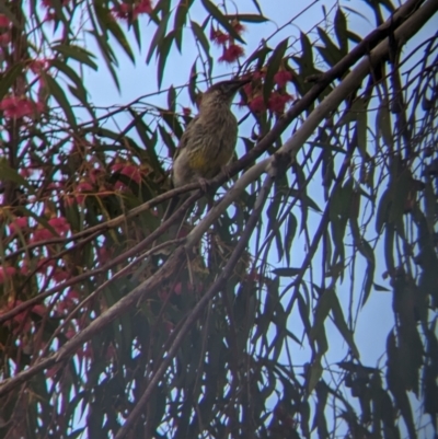 Anthochaera carunculata (Red Wattlebird) at Cootamundra, NSW - 13 Oct 2023 by Darcy