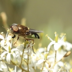 Odontomyia hunteri at Belconnen, ACT - 25 Jan 2023