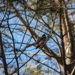 Rhipidura albiscapa (Grey Fantail) at Sydney Olympic Park, NSW - 13 Oct 2023 by Darcy