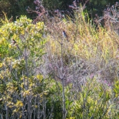 Pycnonotus jocosus (Red-whiskered Bulbul) at Sydney Olympic Park, NSW - 13 Oct 2023 by Darcy