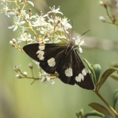 Nyctemera amicus (Senecio Moth, Magpie Moth, Cineraria Moth) at Belconnen, ACT - 25 Jan 2023 by AlisonMilton