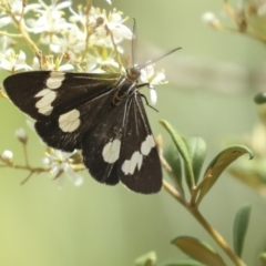 Nyctemera amicus at Belconnen, ACT - 25 Jan 2023