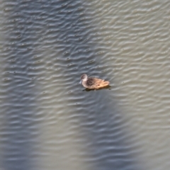 Anas gracilis (Grey Teal) at Sydney Olympic Park, NSW - 13 Oct 2023 by Darcy