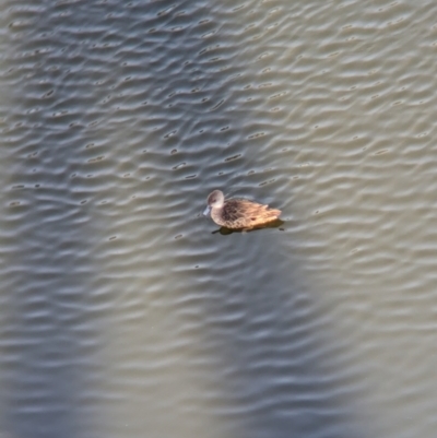 Anas gracilis (Grey Teal) at Sydney Olympic Park, NSW - 14 Oct 2023 by Darcy