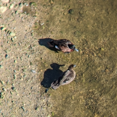 Anas castanea (Chestnut Teal) at Sydney Olympic Park, NSW - 13 Oct 2023 by Darcy