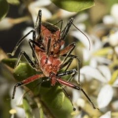 Gminatus australis (Orange assassin bug) at Belconnen, ACT - 24 Jan 2023 by AlisonMilton