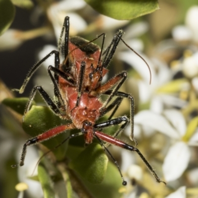 Gminatus australis (Orange assassin bug) at The Pinnacle - 24 Jan 2023 by AlisonMilton