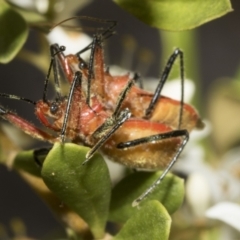 Gminatus australis at Belconnen, ACT - 25 Jan 2023 10:49 AM