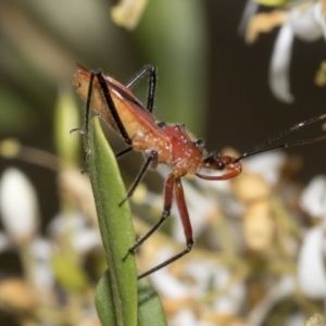 Gminatus australis at Belconnen, ACT - 25 Jan 2023 10:49 AM