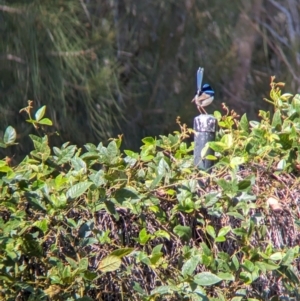 Malurus cyaneus at Sydney Olympic Park, NSW - 14 Oct 2023