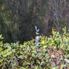 Malurus cyaneus at Sydney Olympic Park, NSW - 14 Oct 2023