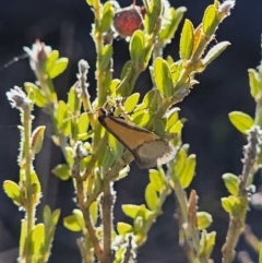 Philobota undescribed species near arabella (A concealer moth) at Jerangle, NSW - 14 Oct 2023 by Csteele4