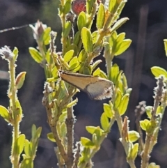 Philobota undescribed species near arabella at Jerangle, NSW - 14 Oct 2023 04:15 PM