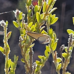 Philobota undescribed species near arabella at Jerangle, NSW - 14 Oct 2023 04:15 PM