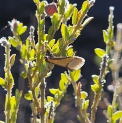 Philobota undescribed species near arabella at Jerangle, NSW - 14 Oct 2023 04:15 PM