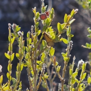 Philobota undescribed species near arabella at Jerangle, NSW - 14 Oct 2023 04:15 PM