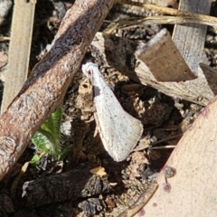 Thalerotricha mylicella (A concealer moth) at Jerangle, NSW - 14 Oct 2023 by Csteele4