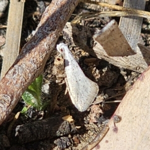 Thalerotricha mylicella at Jerangle, NSW - 14 Oct 2023