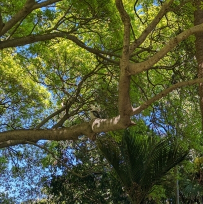 Dacelo novaeguineae (Laughing Kookaburra) at Sydney, NSW - 14 Oct 2023 by Darcy