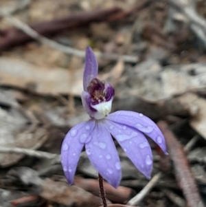 Cyanicula caerulea at Canberra Central, ACT - suppressed