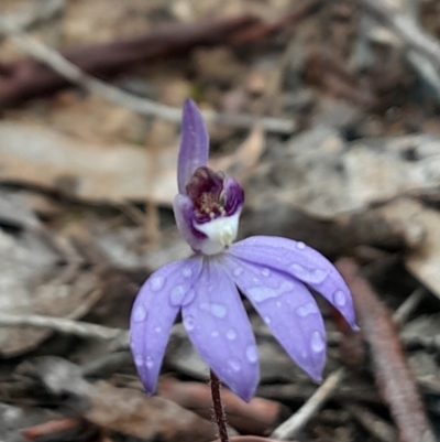 Cyanicula caerulea (Blue Fingers, Blue Fairies) at Canberra Central, ACT - 27 Aug 2023 by Venture