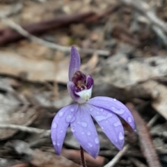 Cyanicula caerulea at Canberra Central, ACT - suppressed