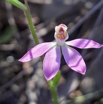 Caladenia carnea (Pink Fingers) at Canberra Central, ACT - 24 Sep 2023 by Venture