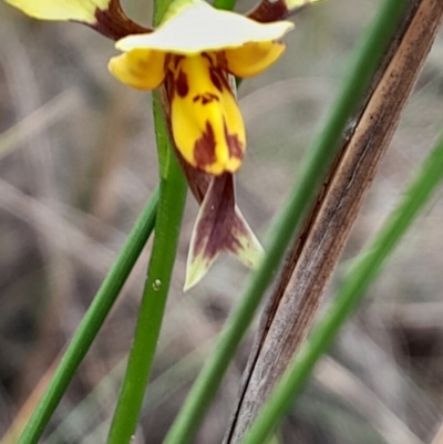 Diuris sulphurea (Tiger Orchid) at Canberra Central, ACT - 3 Oct 2023 by Venture