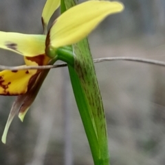 Diuris sulphurea at Canberra Central, ACT - suppressed