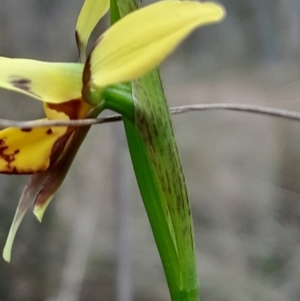 Diuris sulphurea at Canberra Central, ACT - suppressed