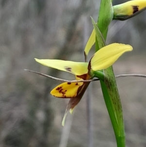 Diuris sulphurea at Canberra Central, ACT - suppressed