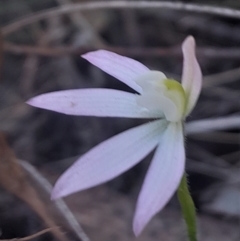 Caladenia fuscata (Dusky Fingers) at Canberra Central, ACT - 24 Sep 2023 by Venture