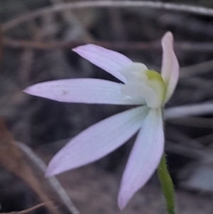 Caladenia fuscata at Black Mountain - 24 Sep 2023