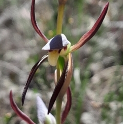 Lyperanthus suaveolens (Brown Beaks) at Canberra Central, ACT - 24 Sep 2023 by Venture