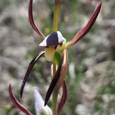 Lyperanthus suaveolens (Brown Beaks) at Canberra Central, ACT - 24 Sep 2023 by Venture