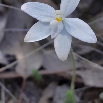 Glossodia major (Wax Lip Orchid) at Canberra Central, ACT - 24 Sep 2023 by Venture