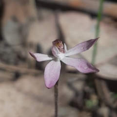 Caladenia fuscata (Dusky Fingers) at Canberra Central, ACT - 24 Sep 2023 by Venture