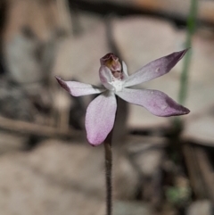 Caladenia fuscata at Canberra Central, ACT - 24 Sep 2023