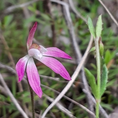 Caladenia fuscata (Dusky Fingers) at Canberra Central, ACT - 3 Oct 2023 by Venture