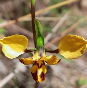 Diuris nigromontana at Weston Creek, ACT - suppressed
