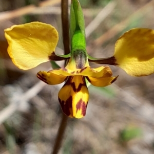 Diuris nigromontana at Weston Creek, ACT - suppressed
