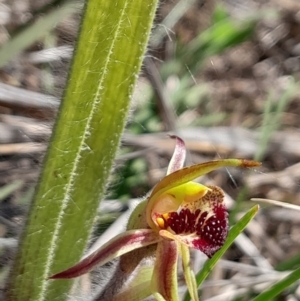 Caladenia actensis at suppressed - 16 Sep 2023